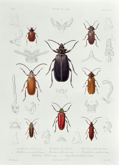 En samling av Coleoptera funnet i Chile, illustrasjon fra 