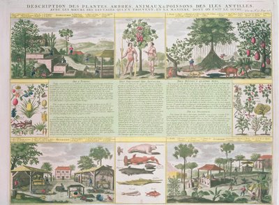 En beskrivelse av planter, trær, dyr og fisk funnet på Antillene, illustrasjon fra Histoire Generale des Antilles Habitees par les Francois Vol. 2 av Jean Baptiste Du Tertre (1610-1687) publisere av French School