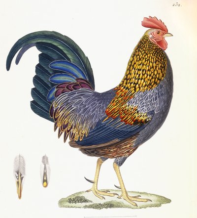 En høne, plate 232, fra "Nouveau Recueil de Planches Coloriees d