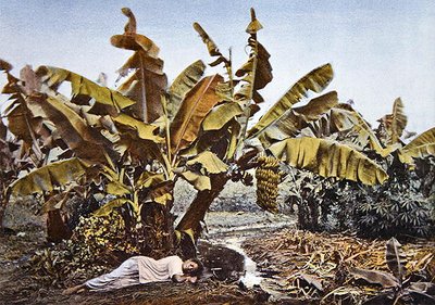 En banan- og maniokplantasje i Ny-Caledonia, sent på 1800-tallet (farge litho) av French School