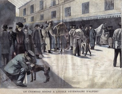 En kamel helbreder ved Veterinary School of Maison Alfort (Maison-Alfort). Illustrasjon av 1899 i ""La petite Gironde"". av French School