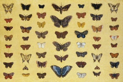 En collage av sommerfugler og møll inkludert Camberwell Beauty, British Swallowtail, Scarce Swallowtail, Peacock and the Small Tortoiseshell, ca. 1830 (wc på papir) av French School