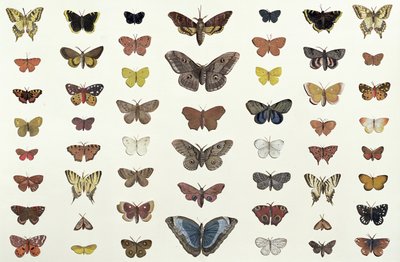 En collage av sommerfugler og møll inkludert Camberwell Beauty, British Swallowtail, Scarce Swallowtail, Peacock and the Small Tortoiseshell, ca. 1830 (trykk av 104967) av French School