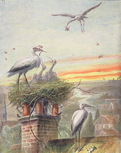 Et storkereir (fargelitografi) av French School