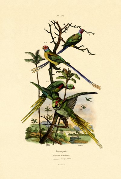 Alexandrine Parakeet, 1833-39 av French School