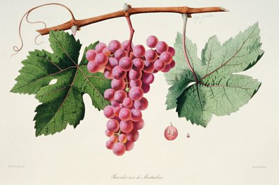 Ampelografi, Grape Chasselas Rose fra Montauban Auvergne av French School