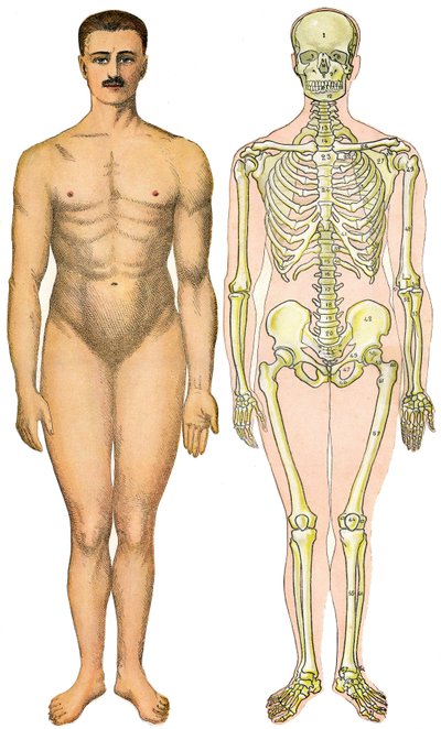 Anatomisk bretteark av New Practical Encyclopedie of Medicine and Hygiene, av Dr. Rehm, bokhandel Aristide Quillet 1922 - menneskelig kroppsansikt - naken mann uten tilsynelatende sex (gummi-sex) ved siden av skjelettet av French School