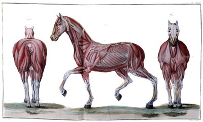 Hestens anatomi: peeling, ansikt og profil - "" Hippiatric Course, complete treatise of horse medicine"" av P. E Lafosse av French School