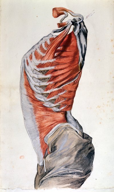 Anatomi av torso, tegnet av en student (farget blyant på papir) av French School