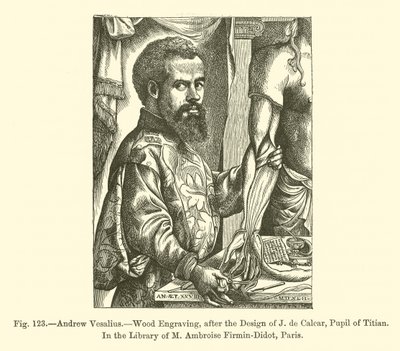 Andrew Vesalius (gravering) av French School
