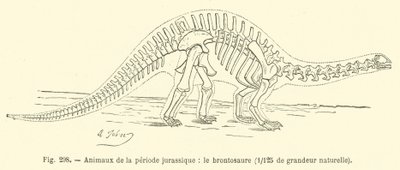 Dyr fra juraperioden, Brontosaurus (gravering) av French School