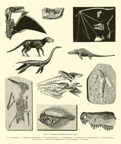 Fossile dyr fra Seinebassenget av French School