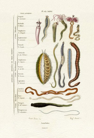 Annelids, 1833-39 av French School