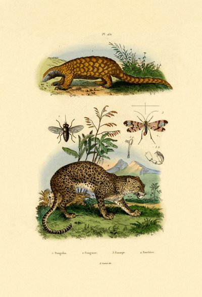 Myrsluker, 1833-39 av French School