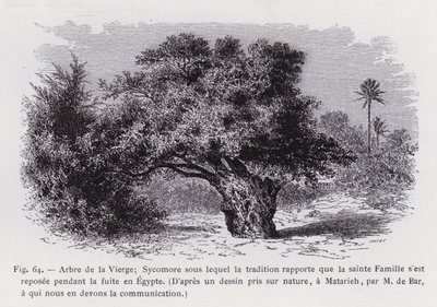 Jomfruens tre; Sycamore som tradisjonen rapporterer at den hellige familie hvilte under flukten til Egypt, Fra en tegning hentet fra naturen, ved Matarieh, av M. de Bar, som vi skylder kommunikasjonen (gravering) av French School