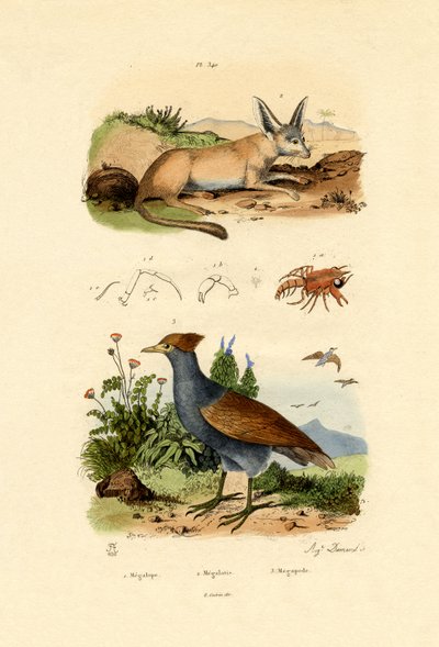 Bat-eared rev, 1833-39 av French School