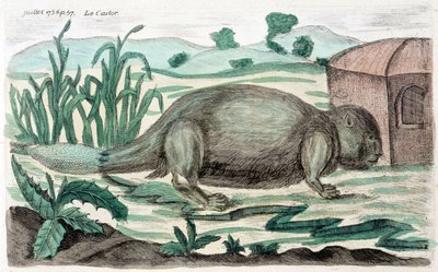 Bever. Illustrasjon av M. Toussaint (1756) i "Periodic Observations on Physics, Natural History and the Arts". av French School