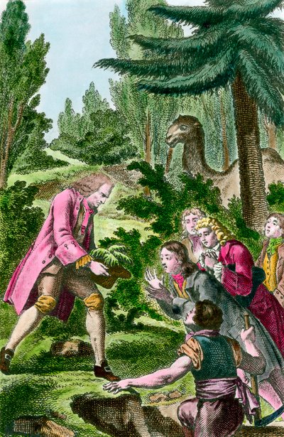 Bernard de Jussieu (1699-1777) plantet sedertre fra Libanon i hagen med planter i Paris i 1734. Gravering fra 1700-tallet. av French School