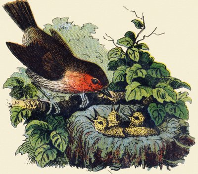 Fugl og unger i et reir. Gravering i "ABC ubesirlig på lakkert lerret". A. Capendu, redaktør, Paris, slutten av 1800-tallet. Barnebokhandel illustrert. 8 sider. Mål: 21,5x18 cm. av French School