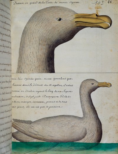 Fugl fra Magellanstredet, akvarell fra loggbok av Jacques Gouin de Beauchesne (1652-1730), kaptein for Compagnie royale de la Mer du Sud, fra 1698 til 1701, Frankrike av French School