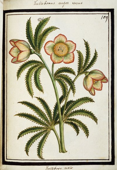 Svart Hellebore, ca.1700 av French School