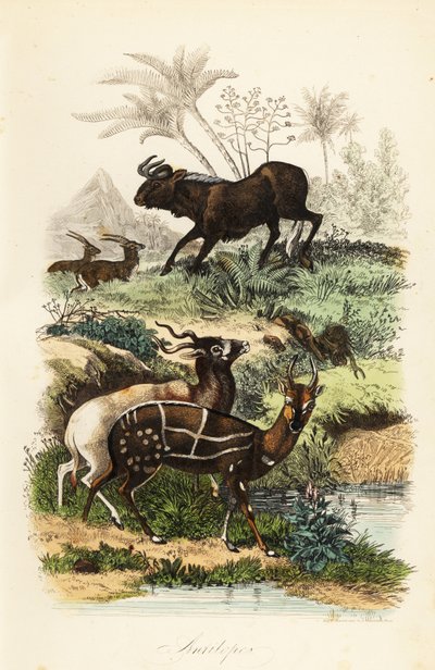 Svart gnu, Connochaetes gnou, kritisk truet addax eller skruhornantilope, Addax nasomaculatus, og selet bushbuck eller kewel, Tragelaphus scriptus av French School