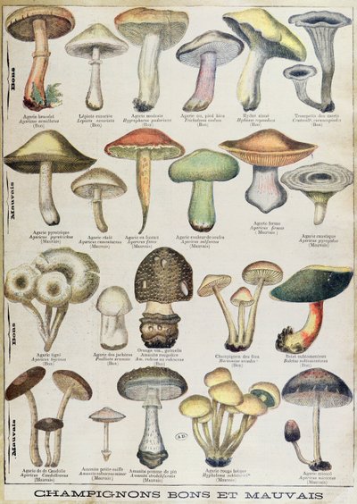 Botanisk plate som viser 'gode og dårlige sopp', ca. 1900 (farge litho) av French School