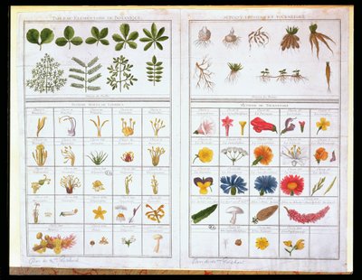 Botanisk tabell etter Carl von Linne (1707-78) og etter Joseph Pitton de Tournefort (1656-1708), sent på 1700-tallet (fargegravering) av French School