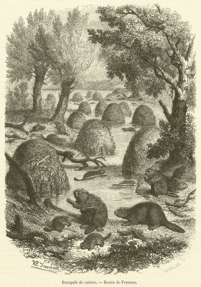Landsby med bever (gravering) av French School