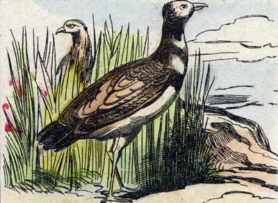 Bustard. Gravering i "Buffon Alphabet des Oiseaux n 1". 3. Serie N 1. Avbildning av Epinal, Epinal, sent på 1800-tallet. 16 sider. Mål: 28x21cm av French School