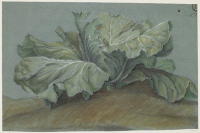 Kålplante (kritt på papir) av French School