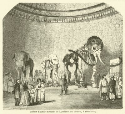 Naturhistorisk kabinett ved Vitenskapsakademiet, Petersburg (gravering) av French School