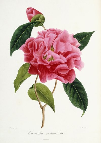 Camellia reticulata, 1839-1943 av French School