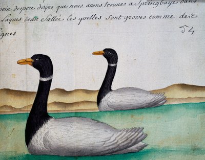 Canada Geese, Springbaye, Salt Lakes Region, akvarell fra loggbok av Jacques Gouin de Beauchesne (1652-1730), kaptein for Compagnie royale de la Mer du Sud, fra 1698 til 1701, Frankrike av French School