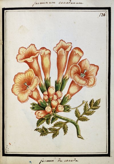 Kanadisk Jasmine, ca. 1700 av French School