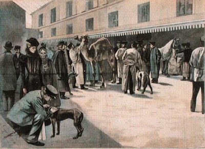 Pleie av en kamel ved Ecole Nationale Veterinaire d
