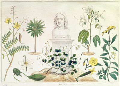 Carolus Linnaeus (1707-78) omgitt av noen av plantene han klassifiserte (fargegravering) av French School