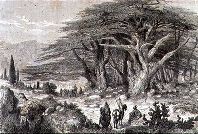 Cedar trær i Libanon av French School