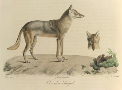 Sjakal fra Senegal. En sjakal fra Senegal, fra Natural History of Mammals (farge litho) av French School