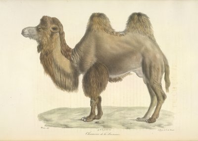 Bactrian Camel, Bactrian Camel, fra Natural History of Pattedyr (farge litho) av French School