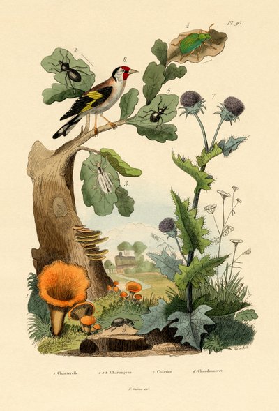 Kantarell, 1833-39 av French School