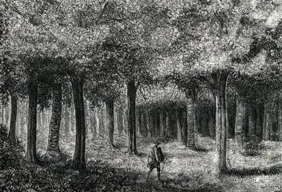 Cinchona tree skog som produserer cinchona bark for behandling av malaria, Peru (gravering) 1888 av French School