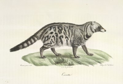 Civet, fra Natural History of Mammals (farge litho) av French School