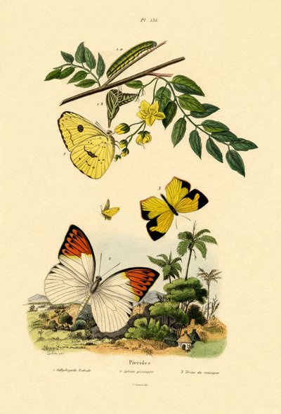Skyfri svovel, 1833-39 av French School