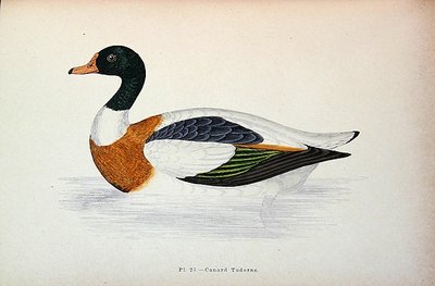 Brandgans von French School