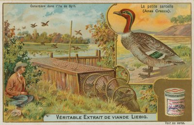 Vanlig blågrønn; fange ender av French School