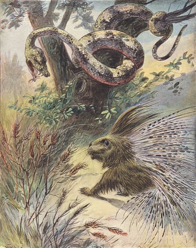 Konfrontasjon mellom en slange og et piggsvin (fargelitografi) av French School
