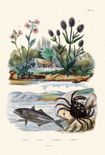 Krabbe, 1833-39 av French School