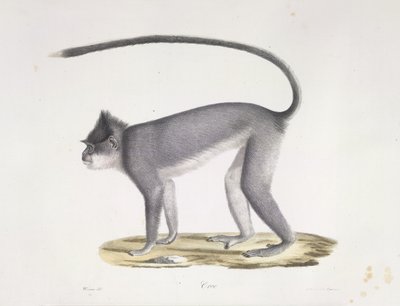 Croo. En ape, fra Natural History of Mammals (farge litho) av French School