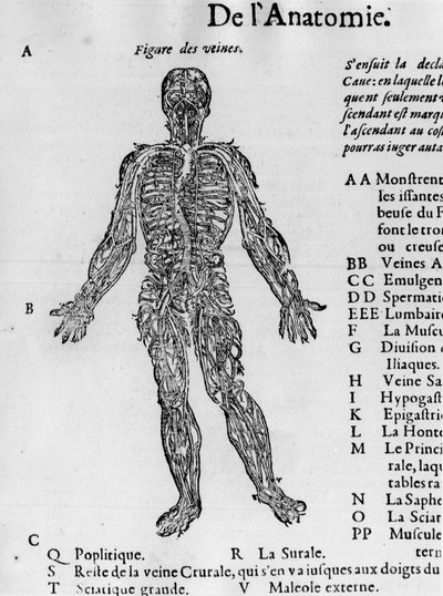 Å kutte menneskekroppen: blodsystemet, årer. -i "Medical Treatise" av Ambroise Paré, rundt 1560. av French School